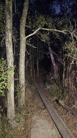 woods